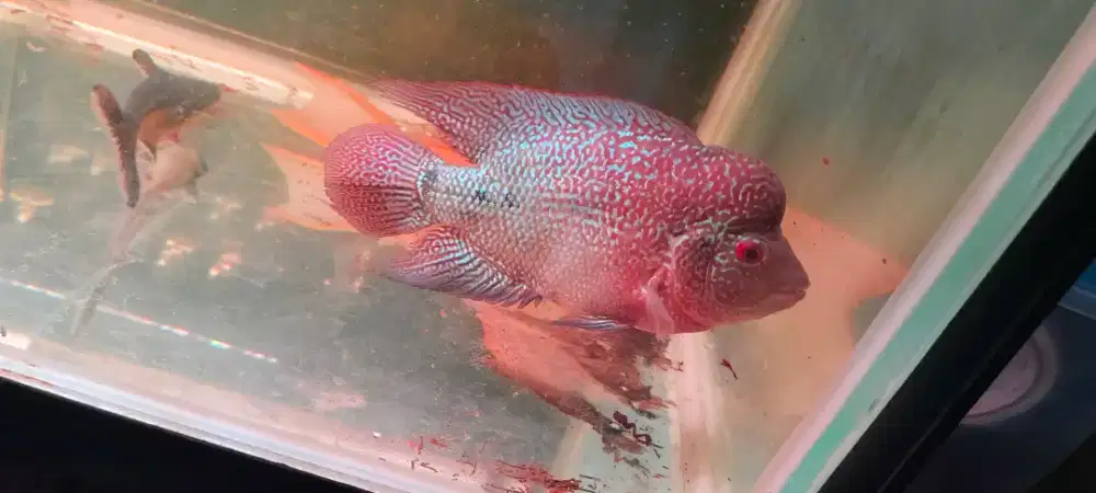 Jual ikan louhan Cencu full warna pelangi