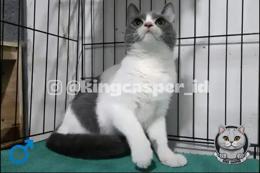 Biritish Shorthair Bicolor Murah