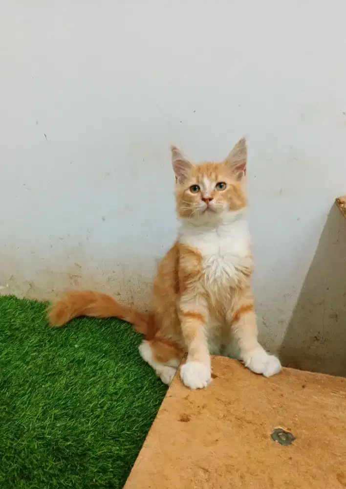 Kitten mainecoon betina pure bkn mix. induknya ped Cfa mainecoon