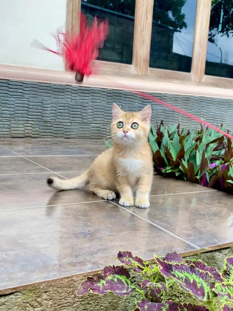 Kucing kitten british shorthair munchkin bsh scottish
