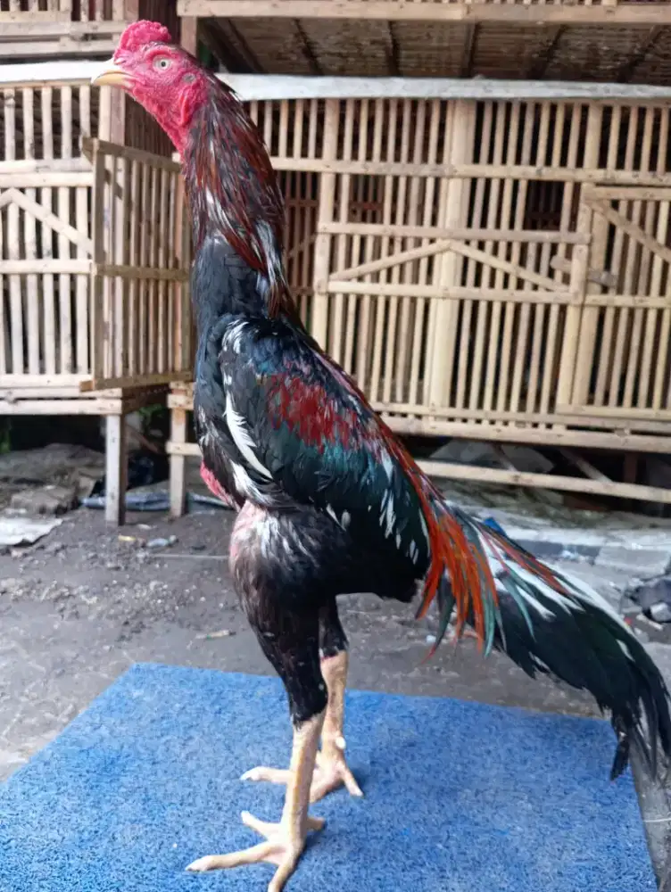 Ayam Bangkok Selatan Pukul Bom