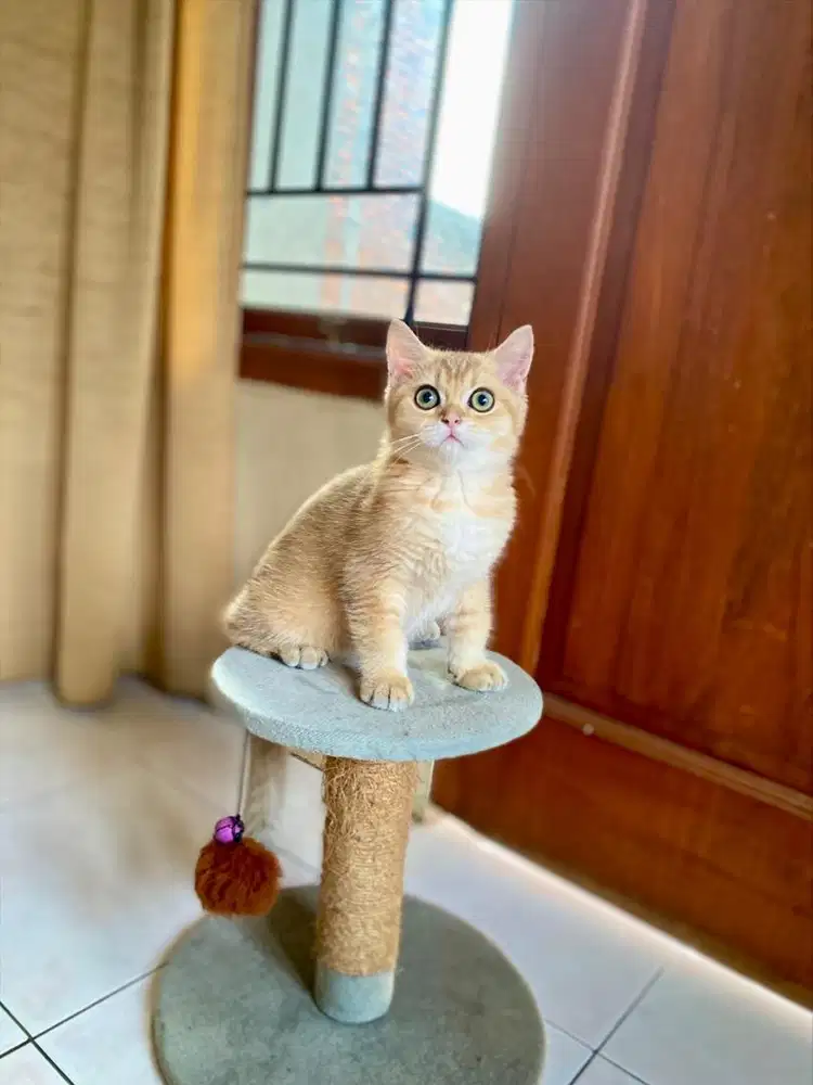 Kitten kucing british shorthair munchkin bsh scottish