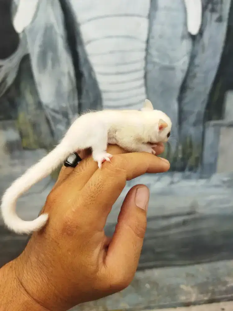 Sugar Glider cremoz jantan