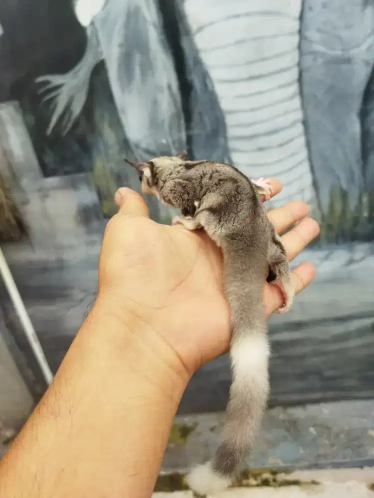 Sugar Glider mozaic ringtel jantan