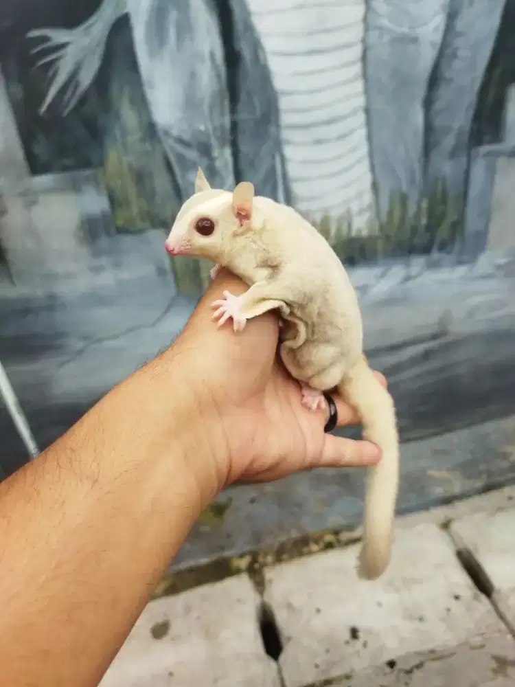 sugar glider creamino jantan