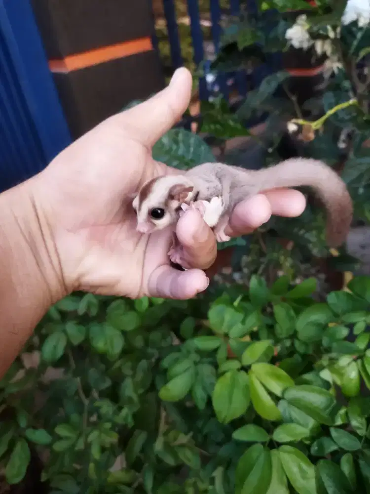 Sugar Glider caramel jantan