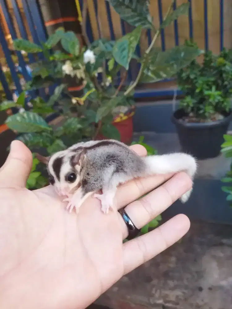Sugar Glider mozaic jantan