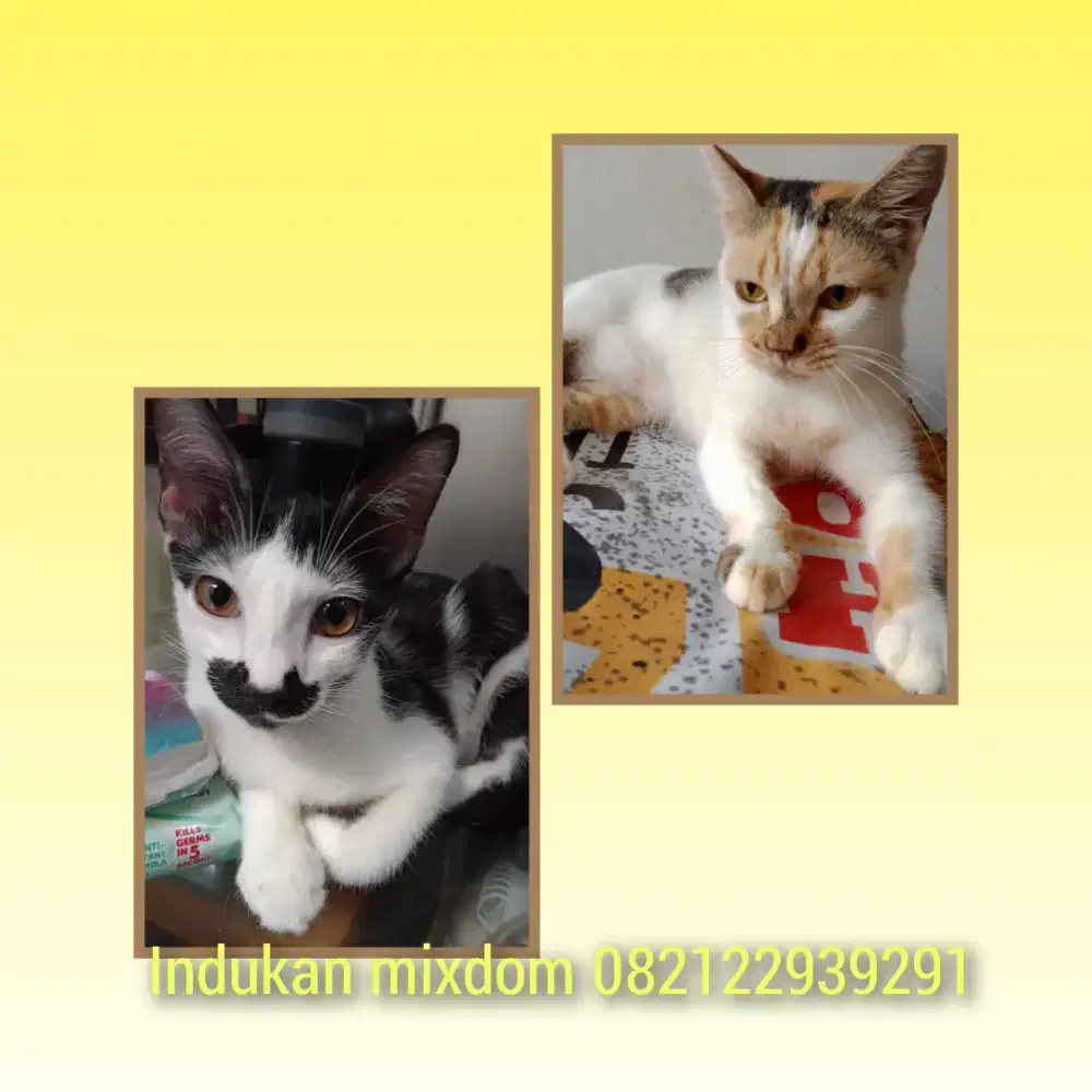 Indukan mixdom proven 1x