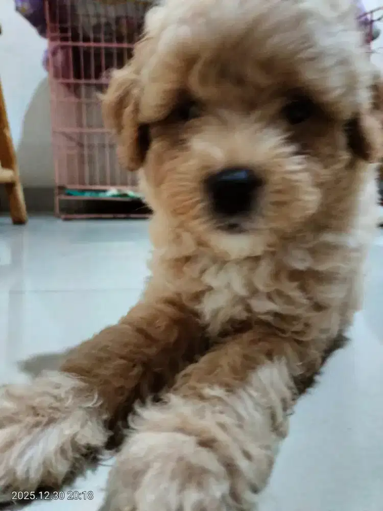Maltipoo poodle 1,5 bulan non Stamb