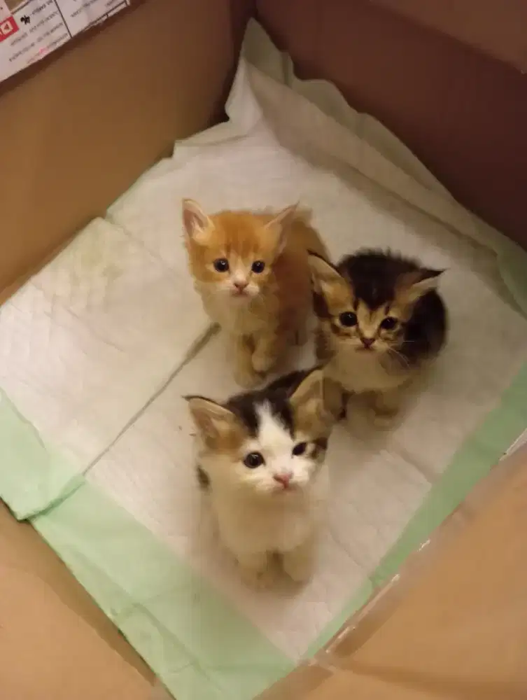 Kitten British Shorthair mix breed