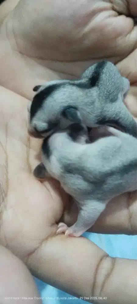 Open adopt PO 2 bulan masih menyusui dengan induknya