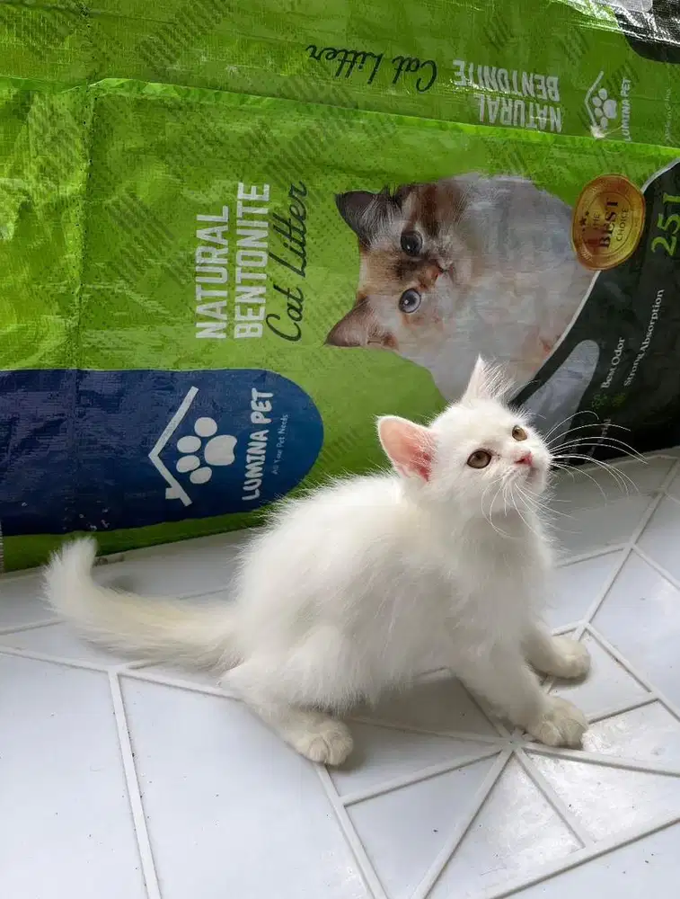 Kitten persia betina