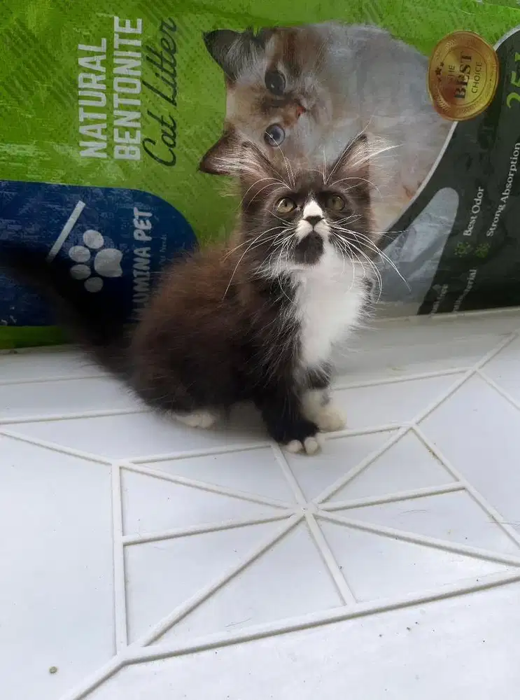 Kitten persia betina