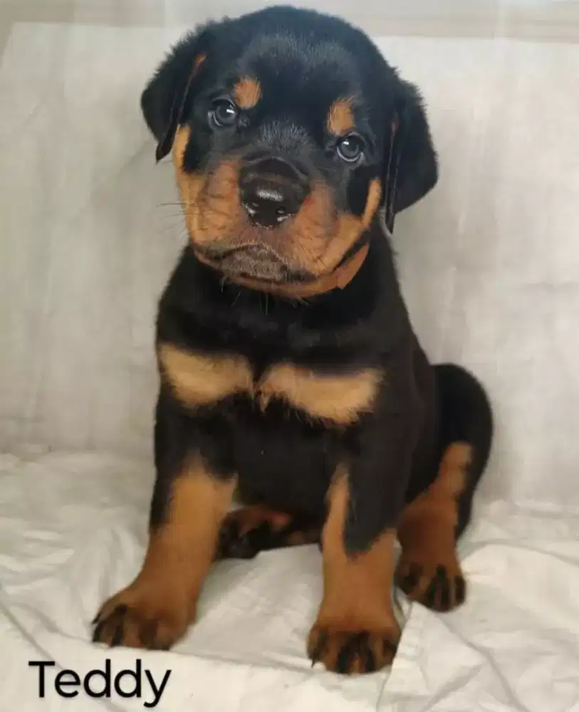DIJUAL ANAK ANJING ROTTWEILER