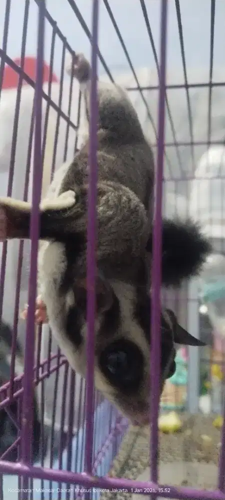 Open adopt sugar glider