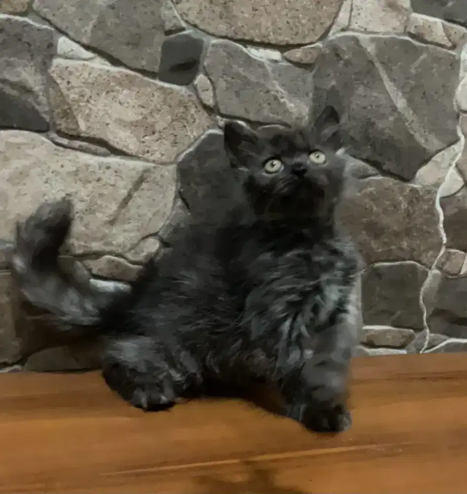 Munchkin Ns jantan black smoked