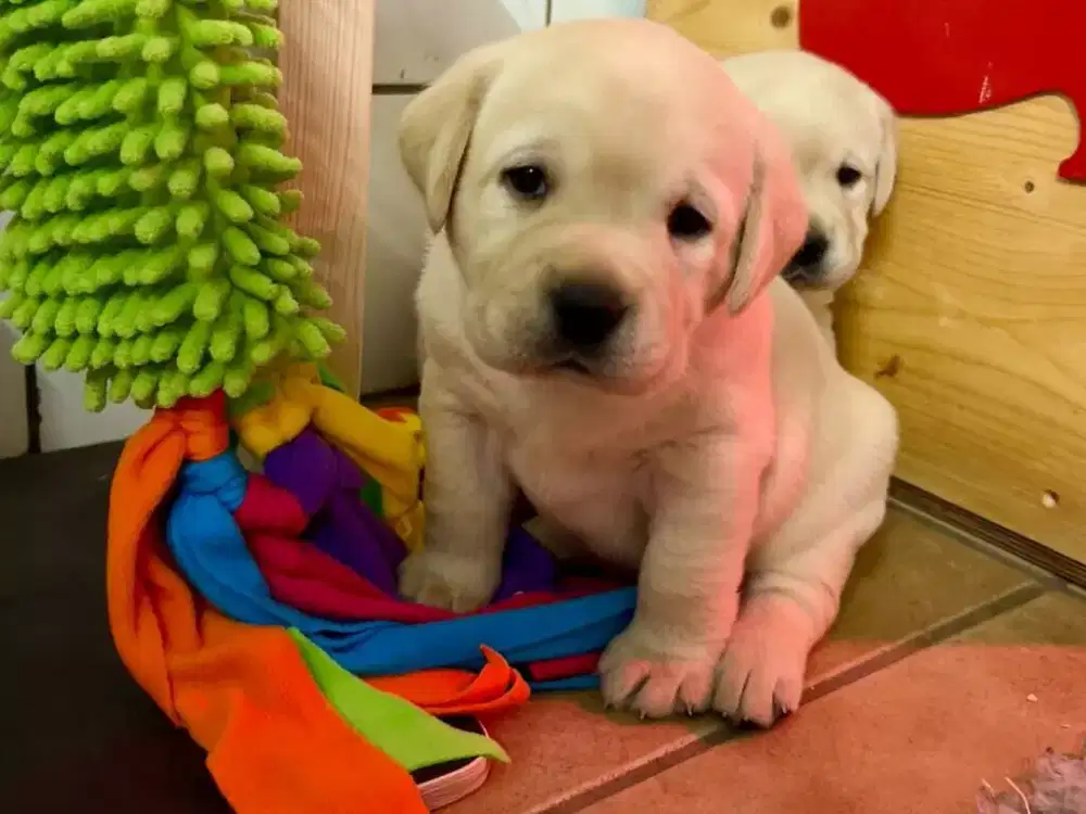 DIJUAL ANAK ANJING LABRADOR RETRIEVER