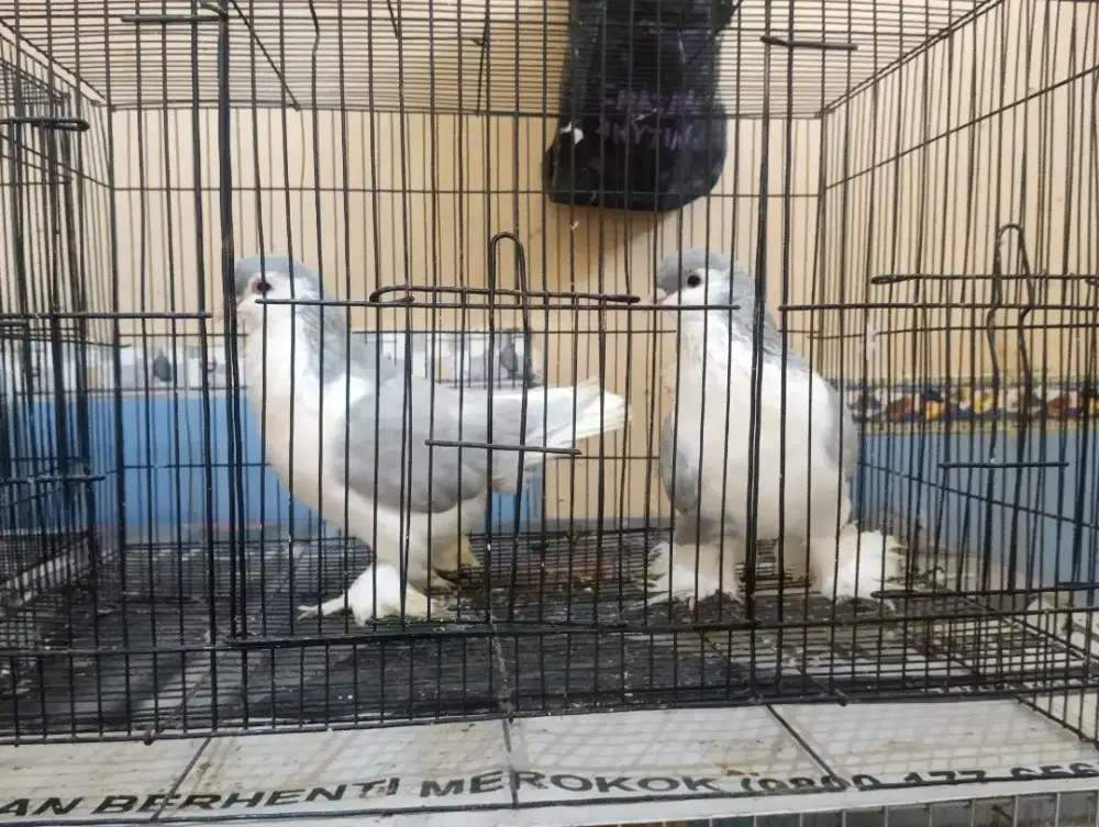 Lahore silver big body