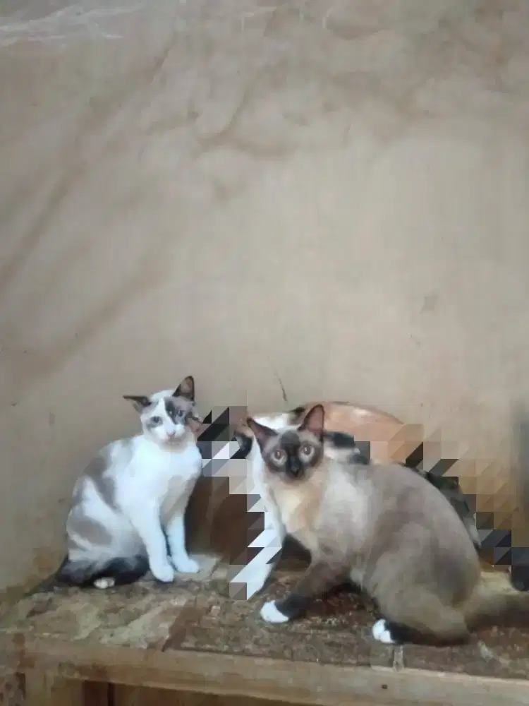 Kucing ragdoll mix siam betina