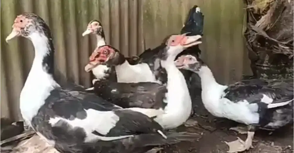 Di jual Bebek entok Siap Bertelur