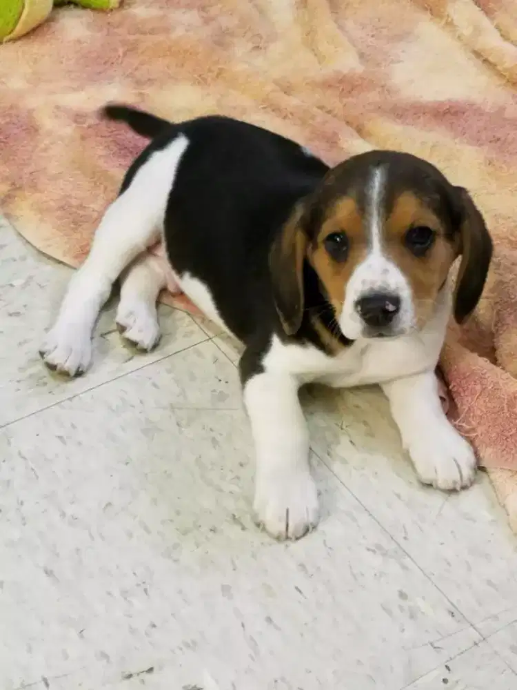 DIJUAL ANAK ANJING BEAGLE