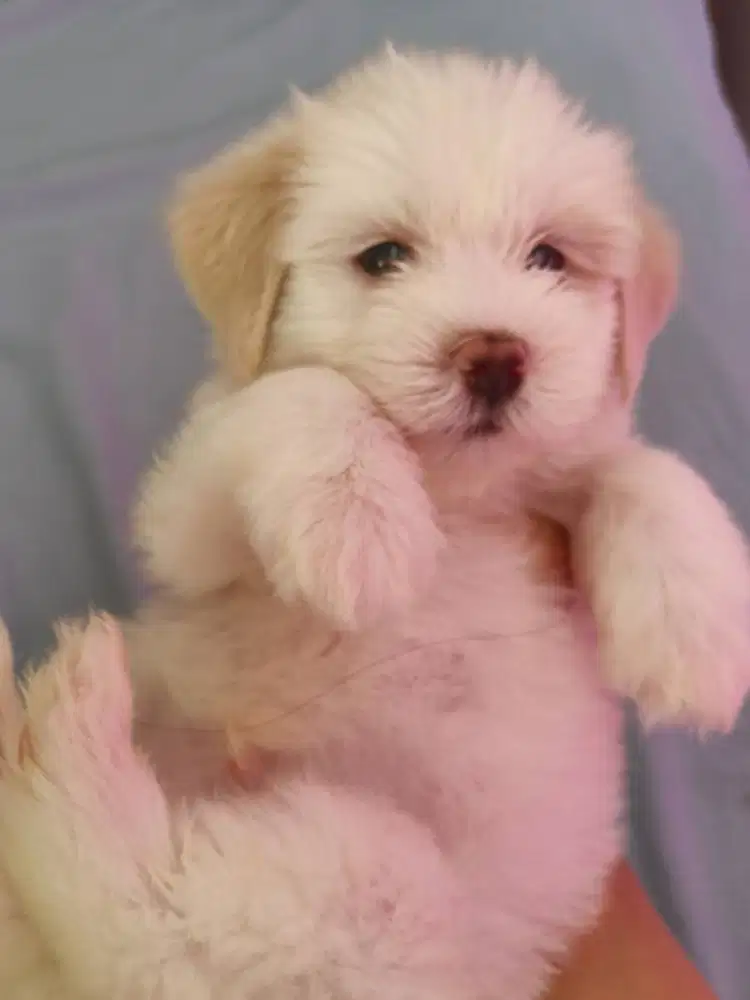 Anak anjing Maltipo supet cute