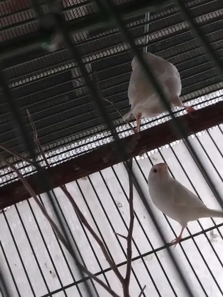 Dijual mau ngurangin stok Emje