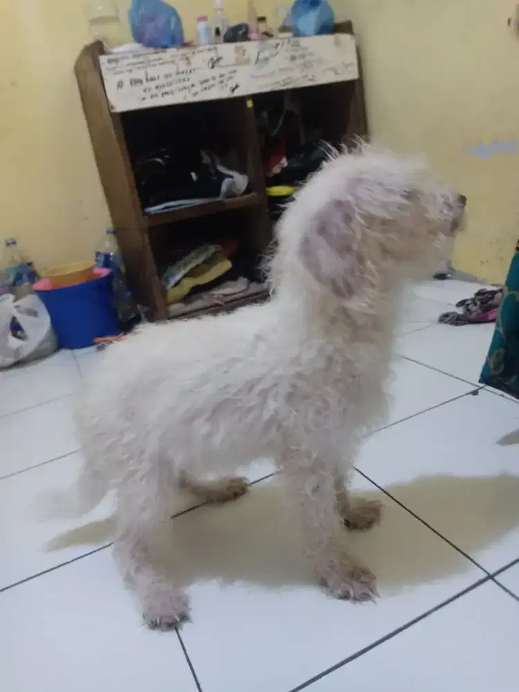 Anjing bichon umur 6 BLN..stb .vacsin .jenis kelamin jantan