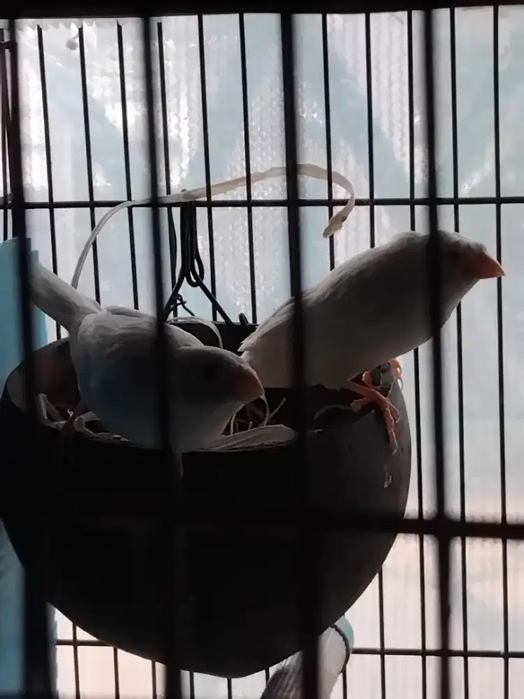 Dijual Burung Emprit Jepang