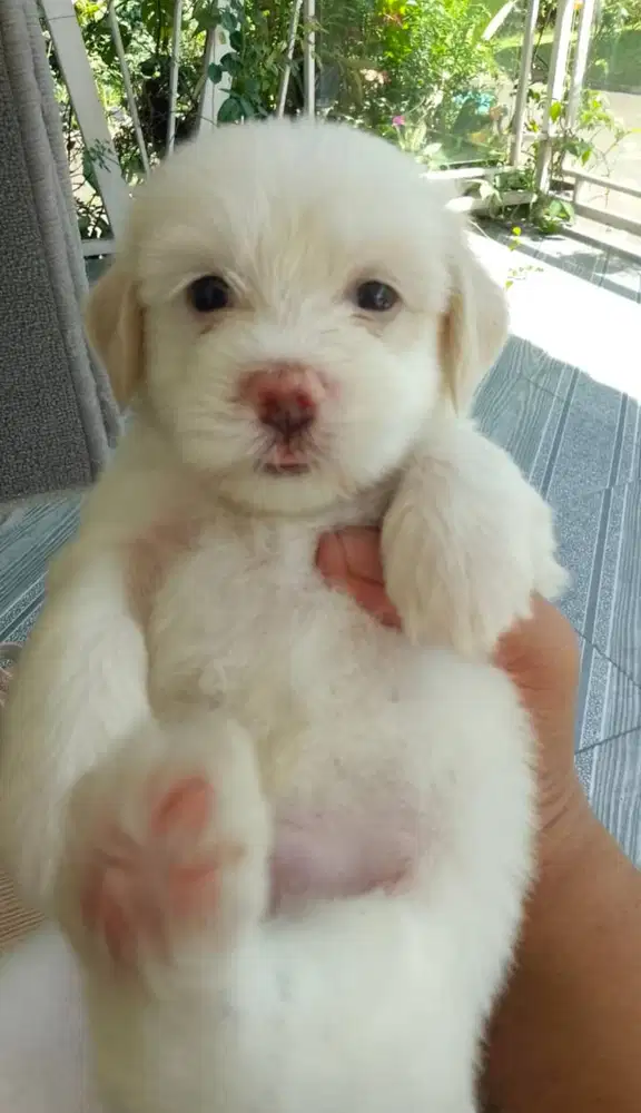 Anak anjing Maltese