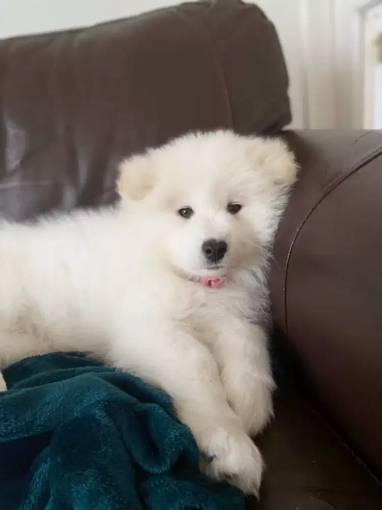 DIJUAL ANAK ANJING SAMOYED