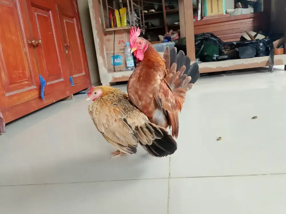 Barter burung fullset