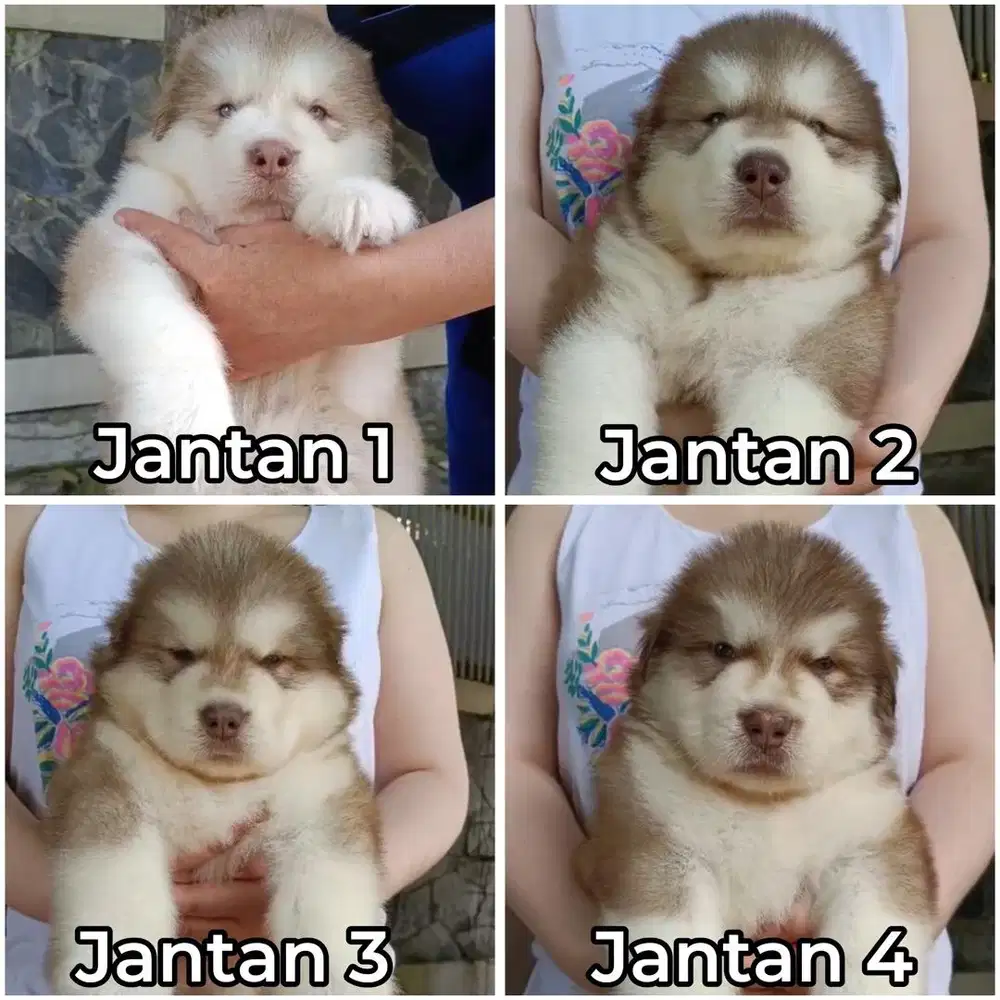 Alaskan malamute puppy jantan & betina