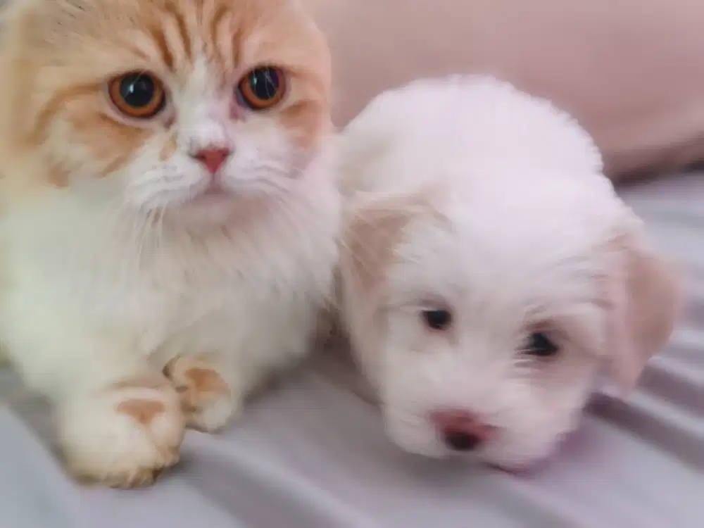 Ready Puppy Maltipo super imut