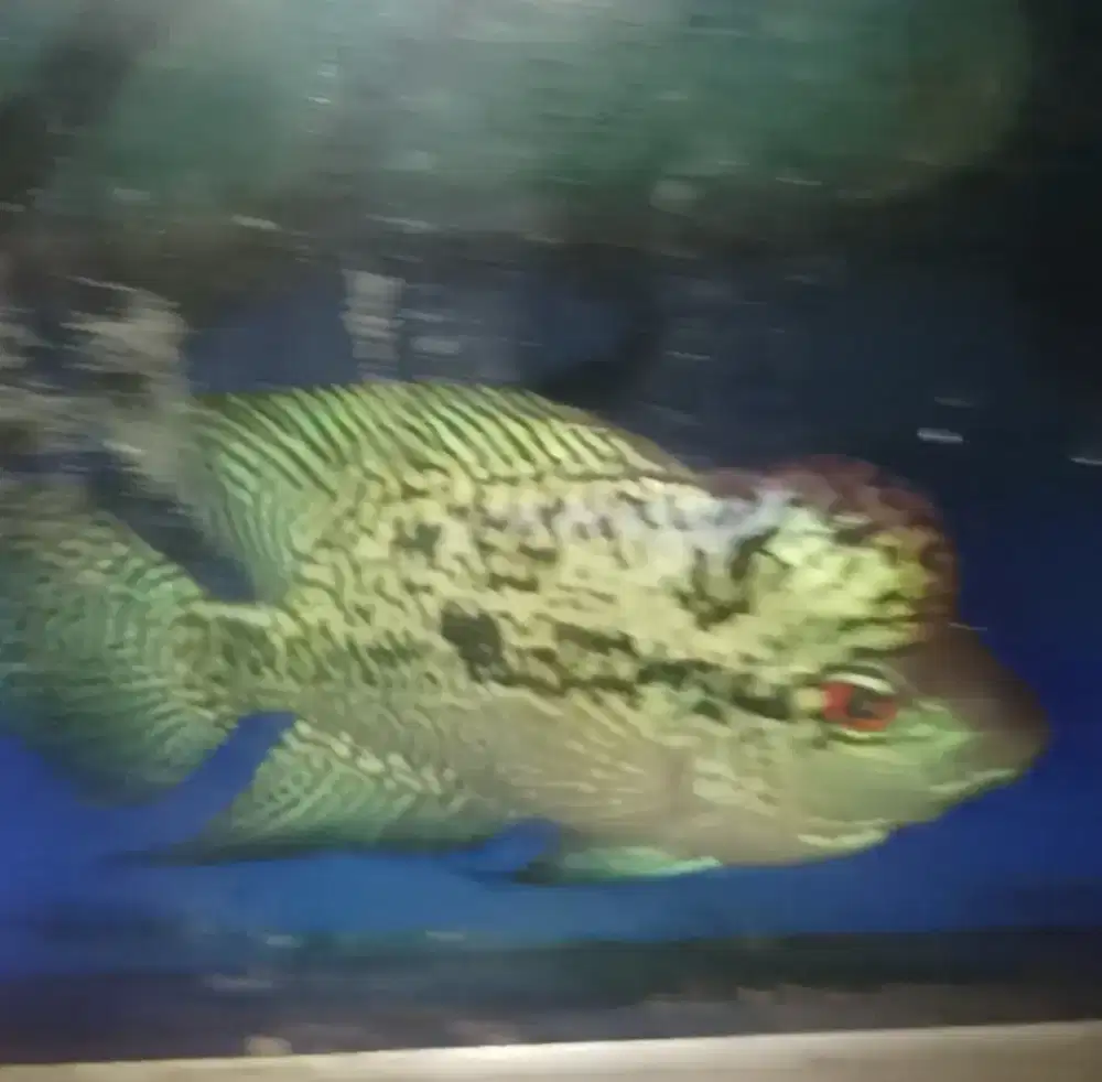 Louhan cencu mutiara