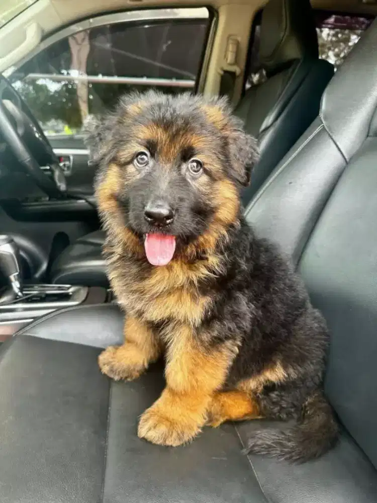 DIJUAL ANAK ANJING GERMAN SHEPHERD