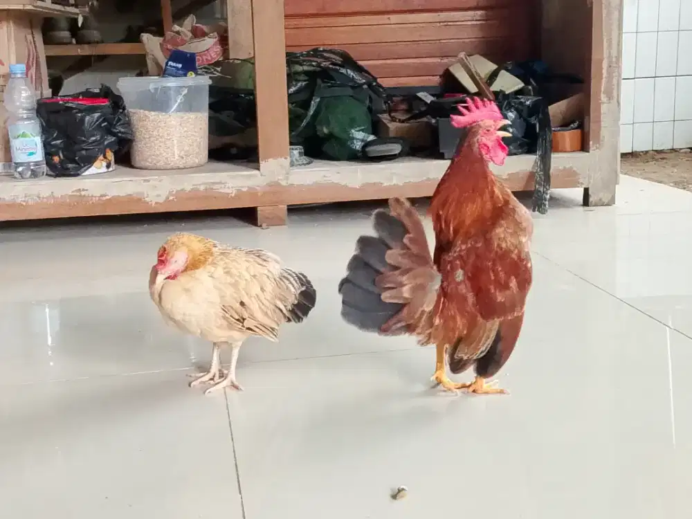 Sepasang ayam gacor