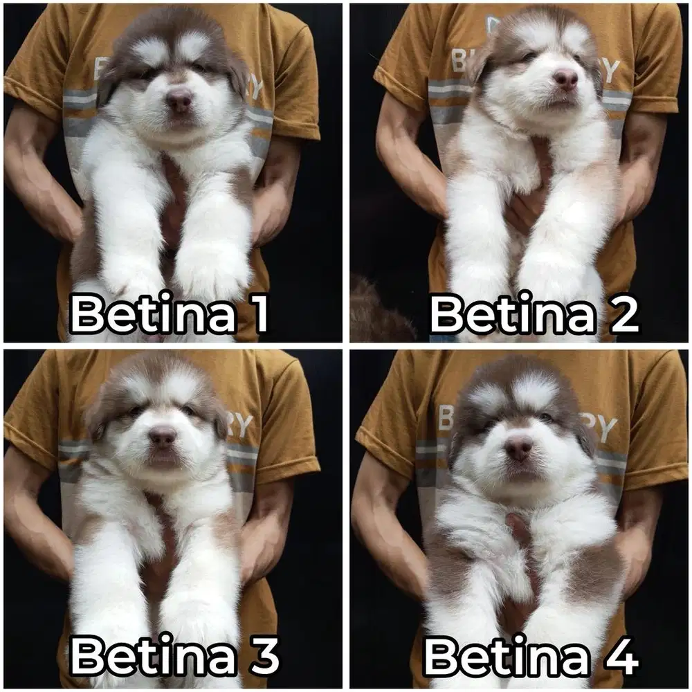 Alaskan malamute giant bloodline stambum vaksin