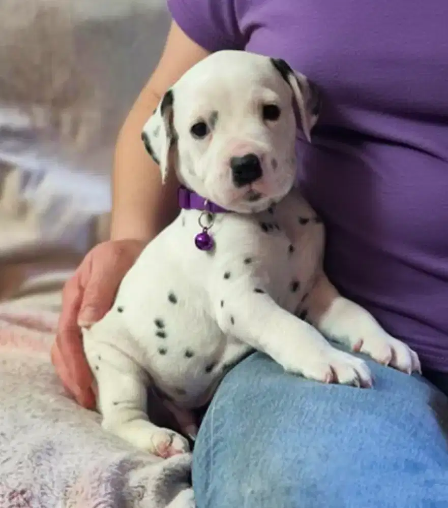 DIJUAL ANAK ANJING DALMATIAN