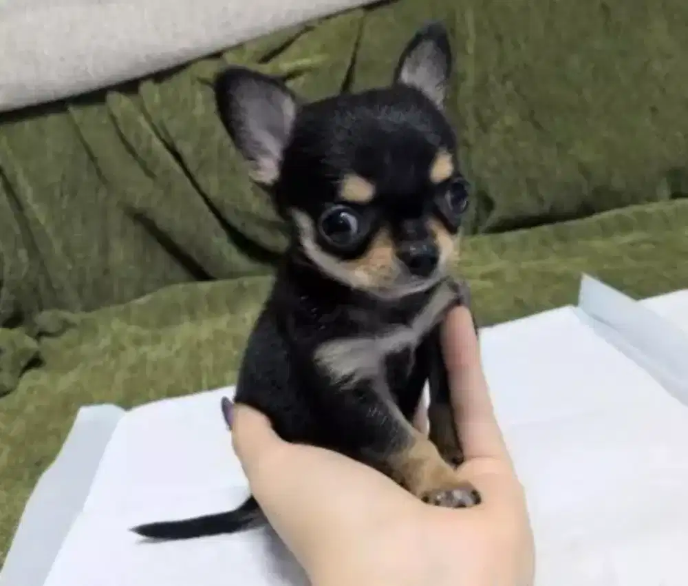 DIJUAL ANAK ANJING CHIHUA