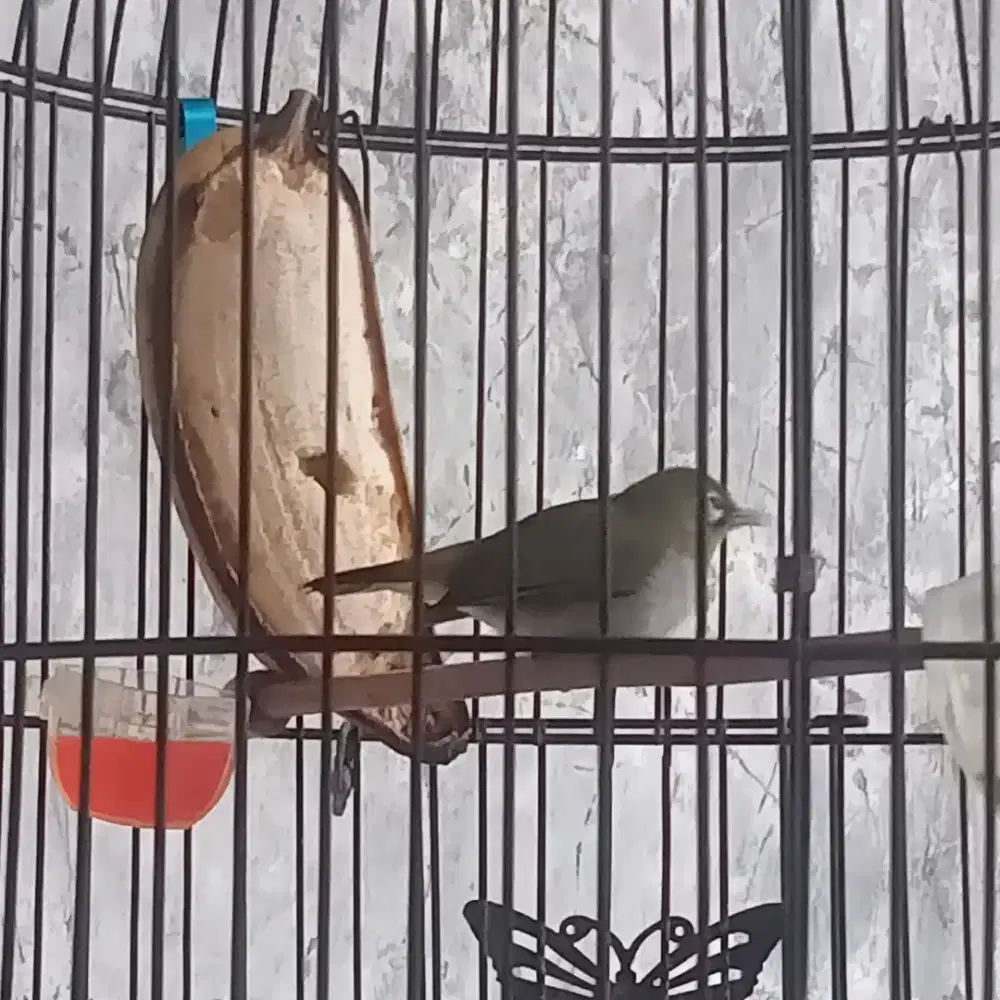 burung kacamata bustomi