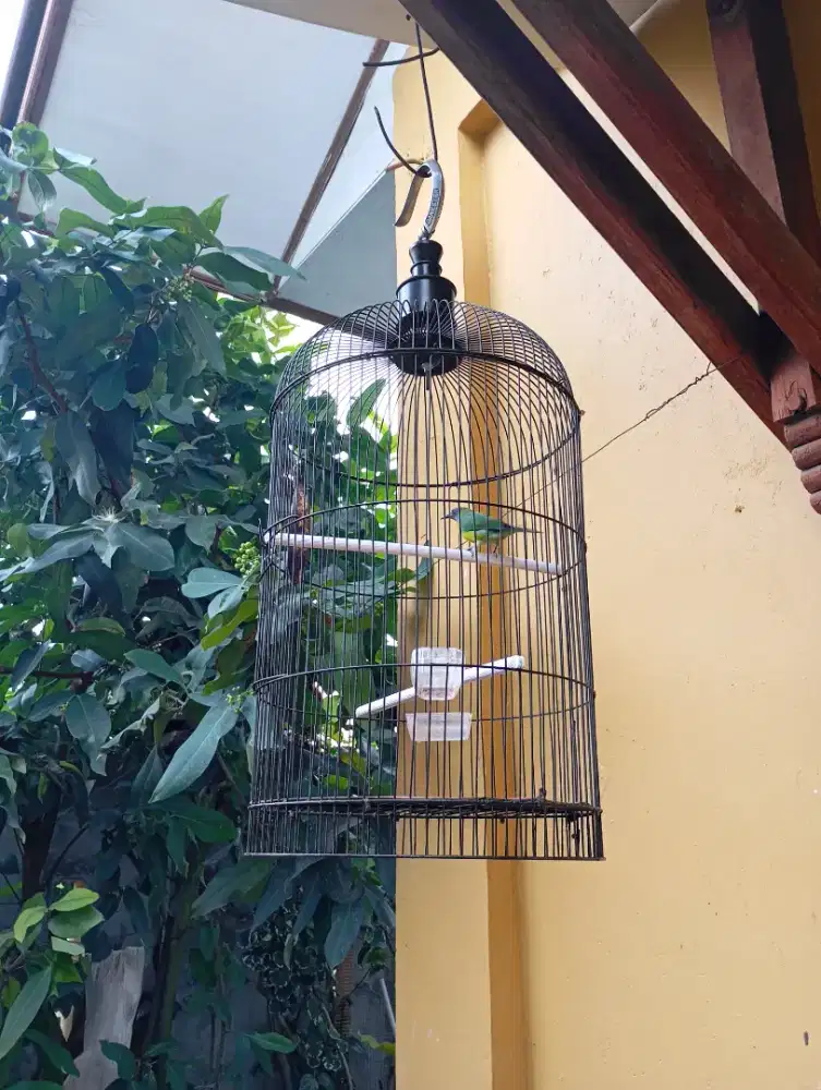 Burung Peliharaan Kinoi