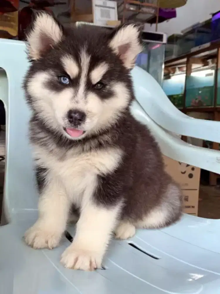 DIJUAL ANAK ANJING SIBERIAN HUSKY