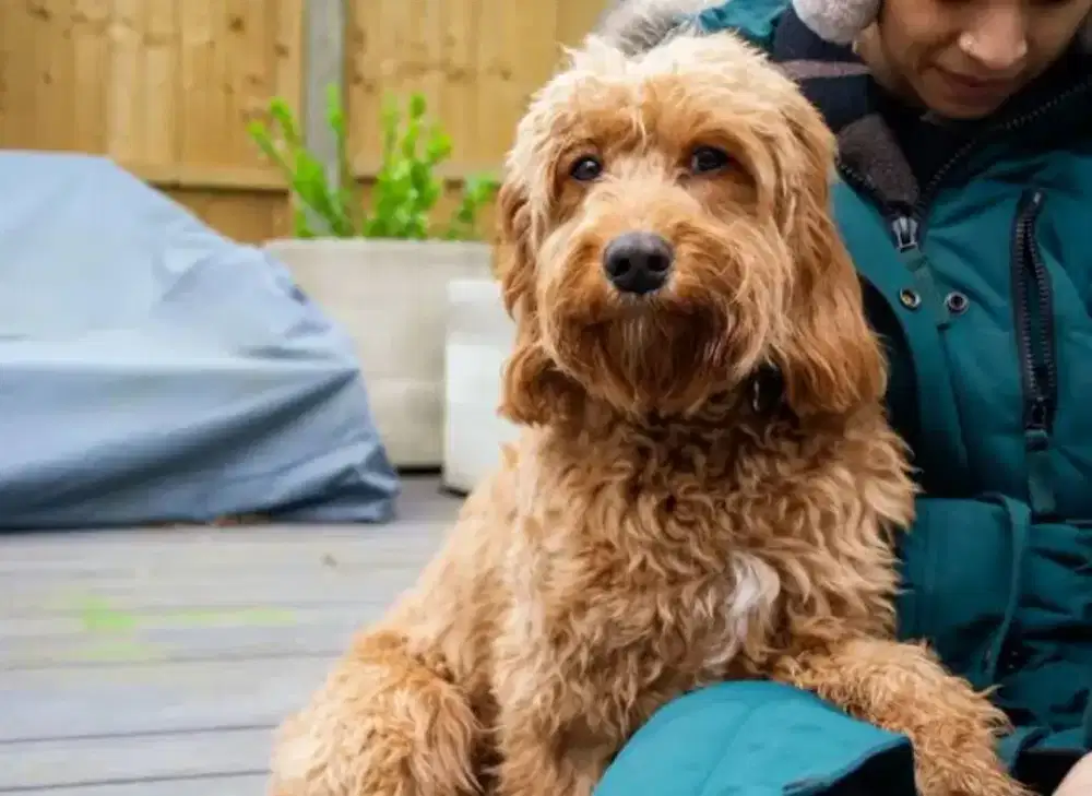 maltipoo betina usia 1 tahun non surat