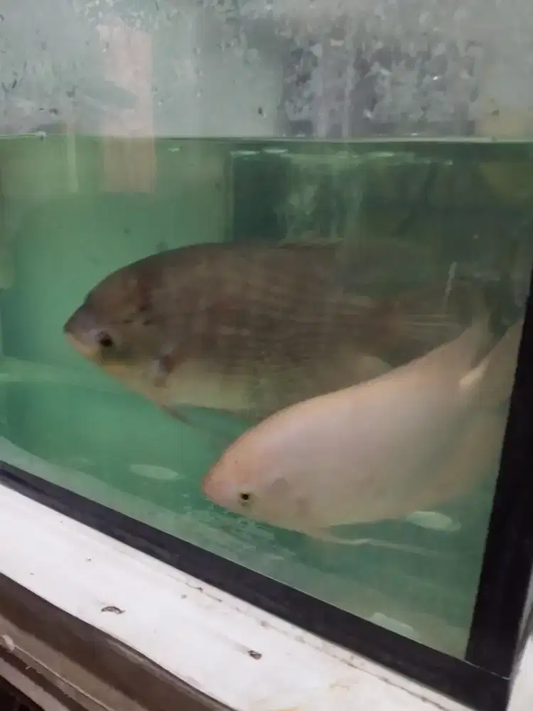 Jual ikan gurame padang