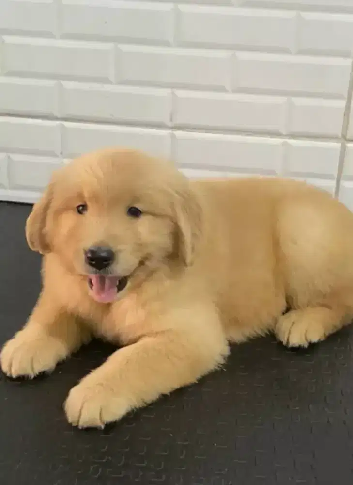 DIJUAL ANAK ANJING GOLDEN RETRIEVER