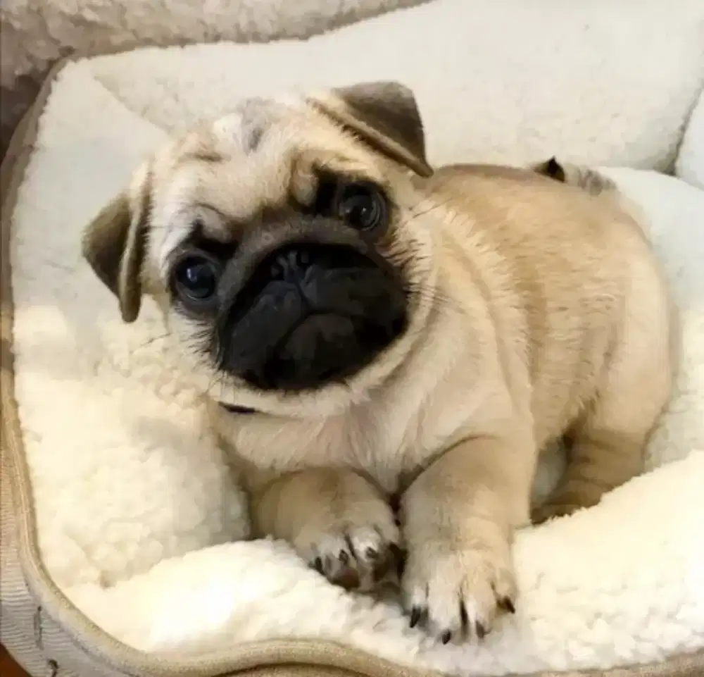 DIJUAL ANAK ANJING PUG