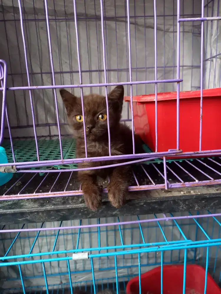 Kitten BSH Cinnamone Betina