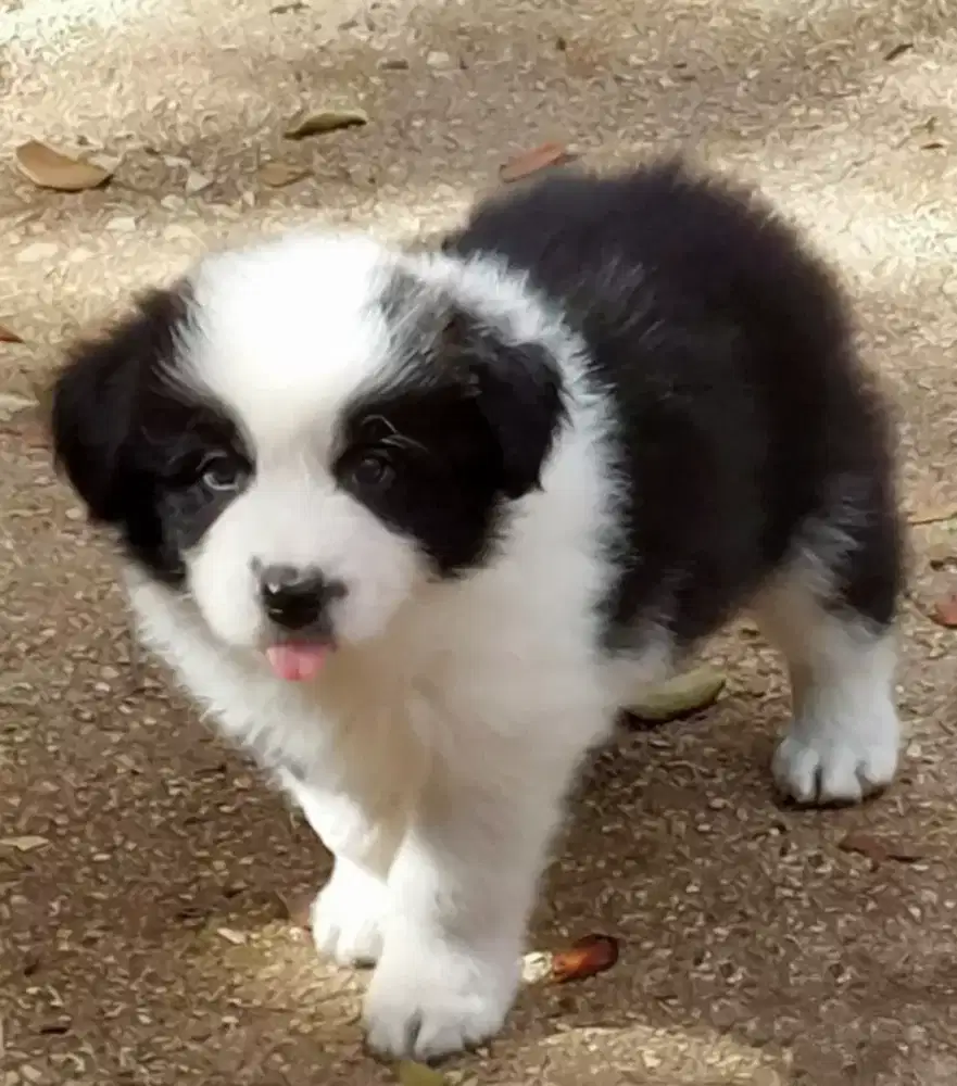 DIJUAL ANAK ANAK ANJING BORDER COLLIE
