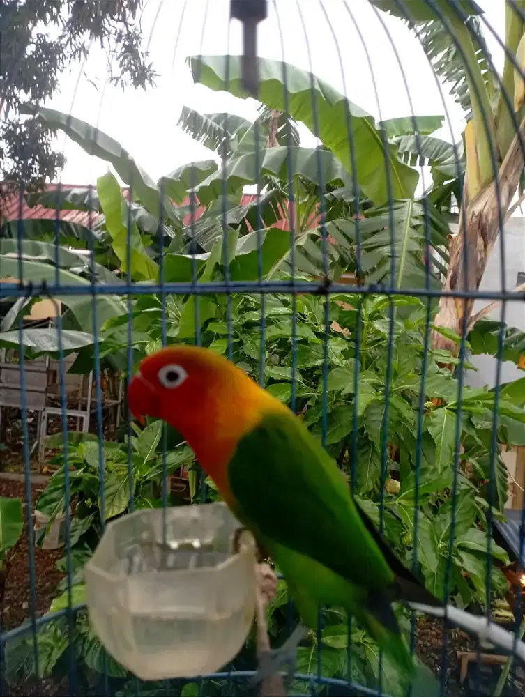 Burung lovebird jantan aktif ngekek